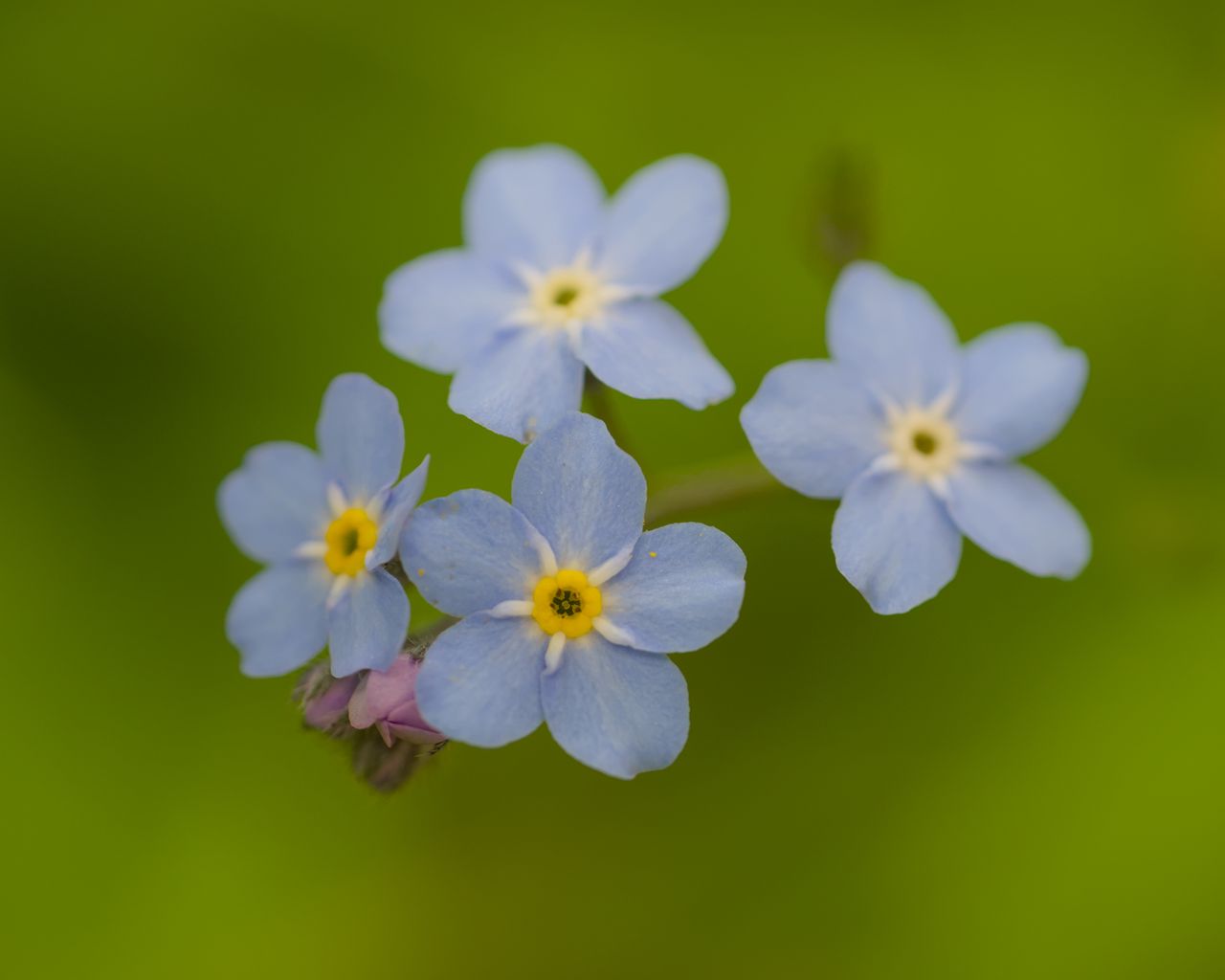 1280x1024 Wallpaper forget-me-nots, flowers, blue, macro, blur