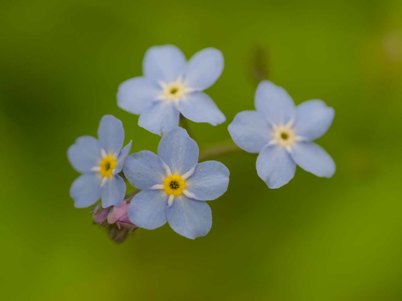 1400x1050 Wallpaper forget-me-nots, flowers, blue, macro, blur