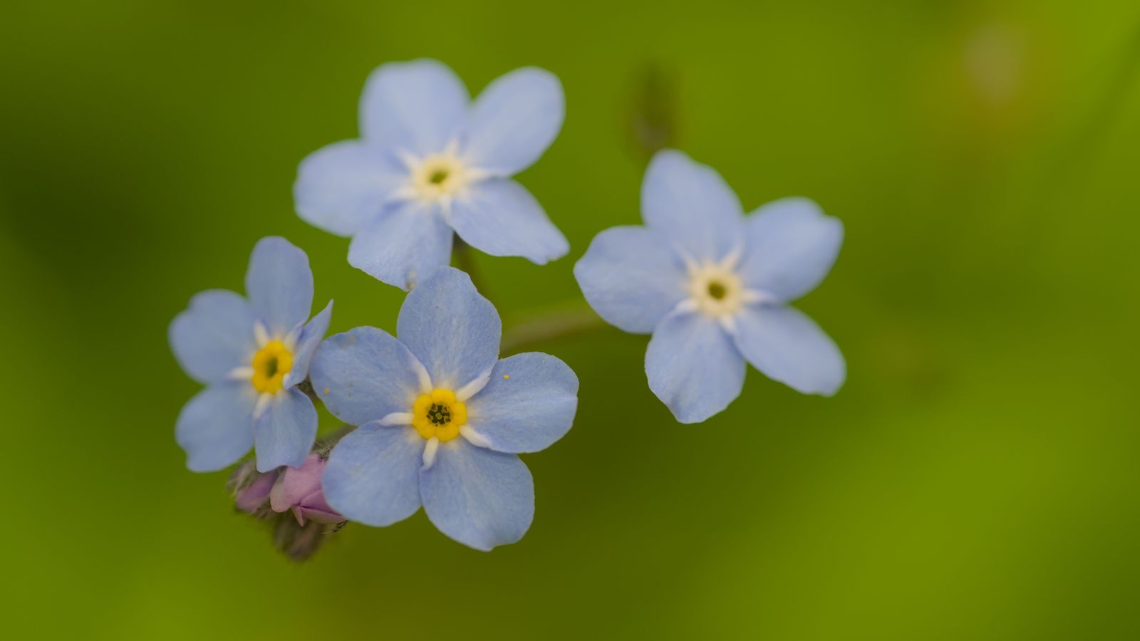 1600x900 Wallpaper forget-me-nots, flowers, blue, macro, blur