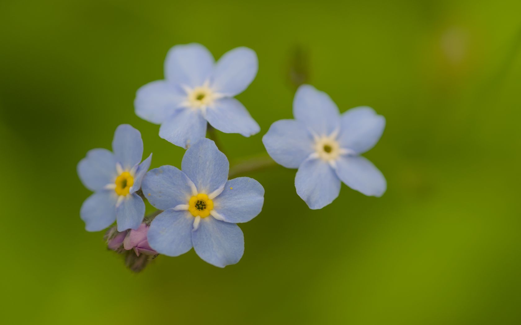 1680x1050 Wallpaper forget-me-nots, flowers, blue, macro, blur