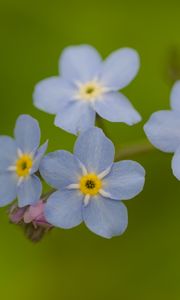 Preview wallpaper forget-me-nots, flowers, blue, macro, blur