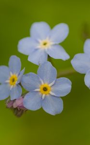 Preview wallpaper forget-me-nots, flowers, blue, macro, blur