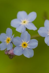 Preview wallpaper forget-me-nots, flowers, blue, macro, blur