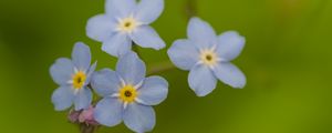 Preview wallpaper forget-me-nots, flowers, blue, macro, blur