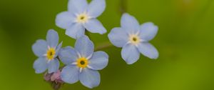 Preview wallpaper forget-me-nots, flowers, blue, macro, blur