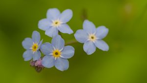 Preview wallpaper forget-me-nots, flowers, blue, macro, blur