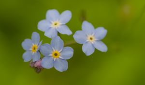 Preview wallpaper forget-me-nots, flowers, blue, macro, blur