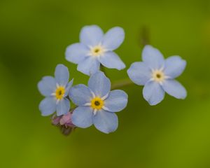 Preview wallpaper forget-me-nots, flowers, blue, macro, blur