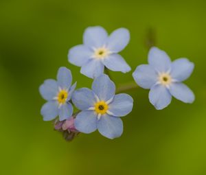 Preview wallpaper forget-me-nots, flowers, blue, macro, blur