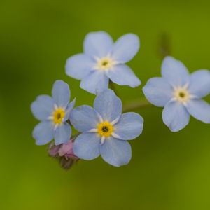 Preview wallpaper forget-me-nots, flowers, blue, macro, blur