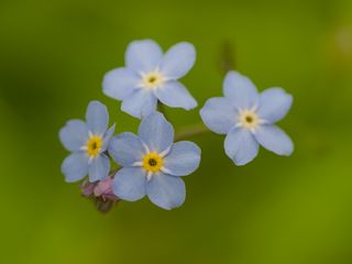 320x240 Wallpaper forget-me-nots, flowers, blue, macro, blur