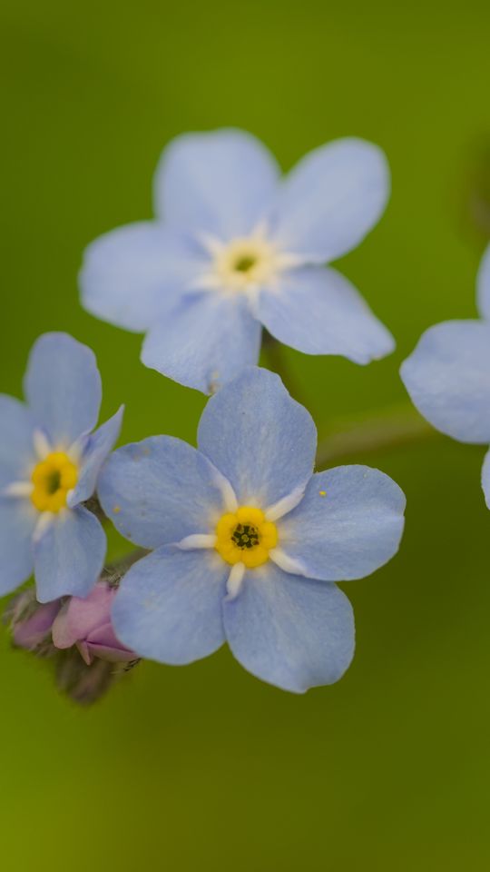 540x960 Wallpaper forget-me-nots, flowers, blue, macro, blur