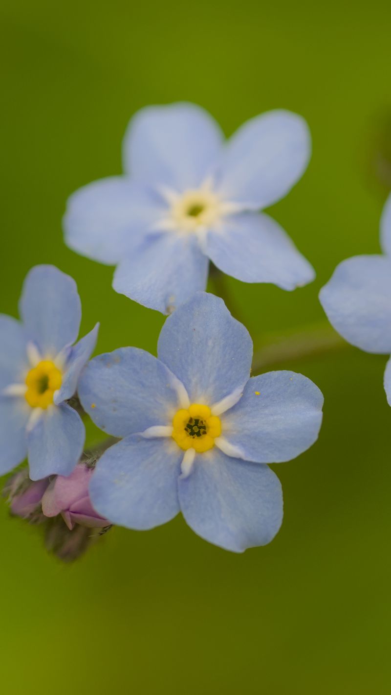 800x1420 Wallpaper forget-me-nots, flowers, blue, macro, blur