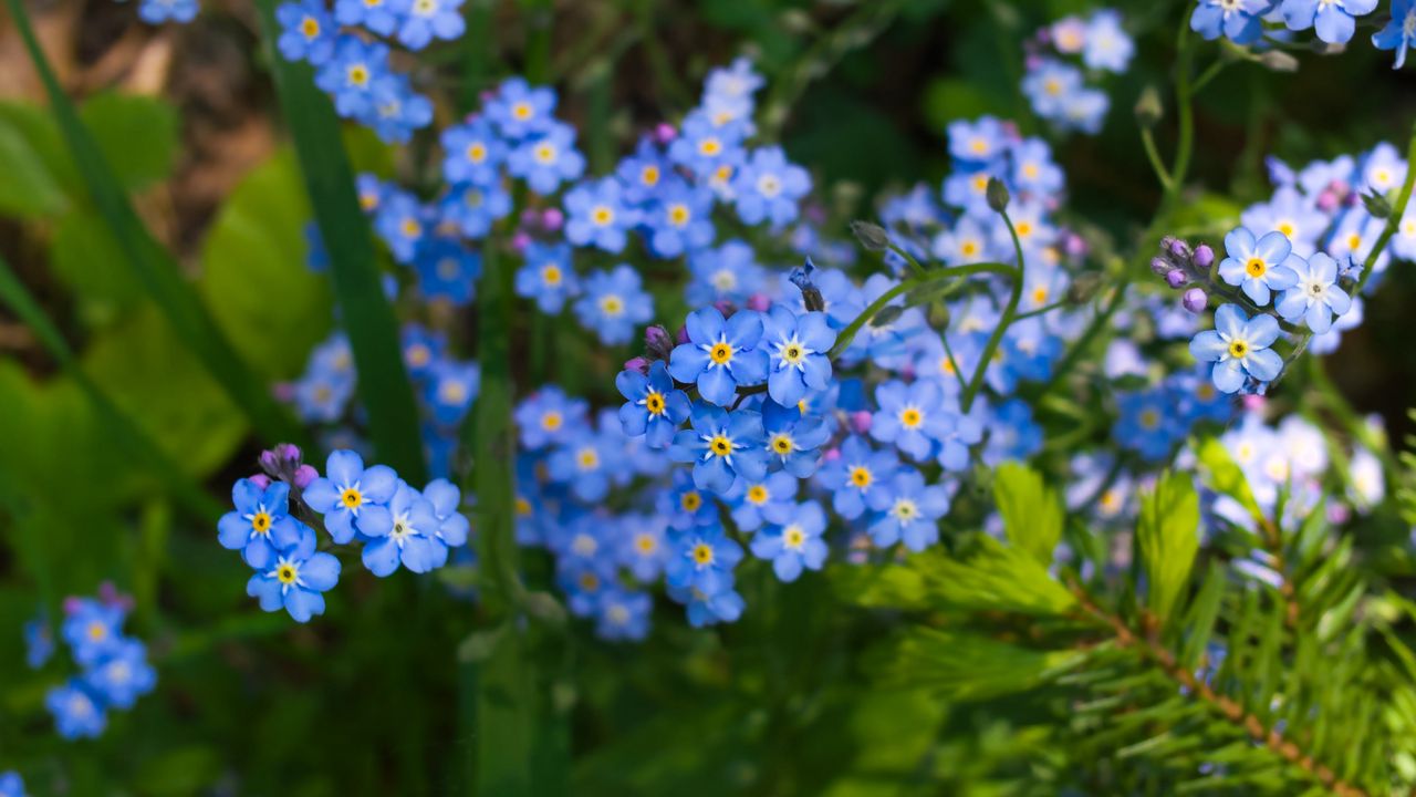 Wallpaper forget-me-nots, flowers, plant, blue