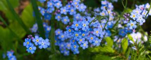 Preview wallpaper forget-me-nots, flowers, plant, blue