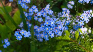 Preview wallpaper forget-me-nots, flowers, plant, blue