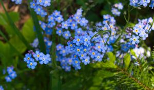 Preview wallpaper forget-me-nots, flowers, plant, blue