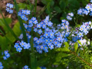 Preview wallpaper forget-me-nots, flowers, plant, blue