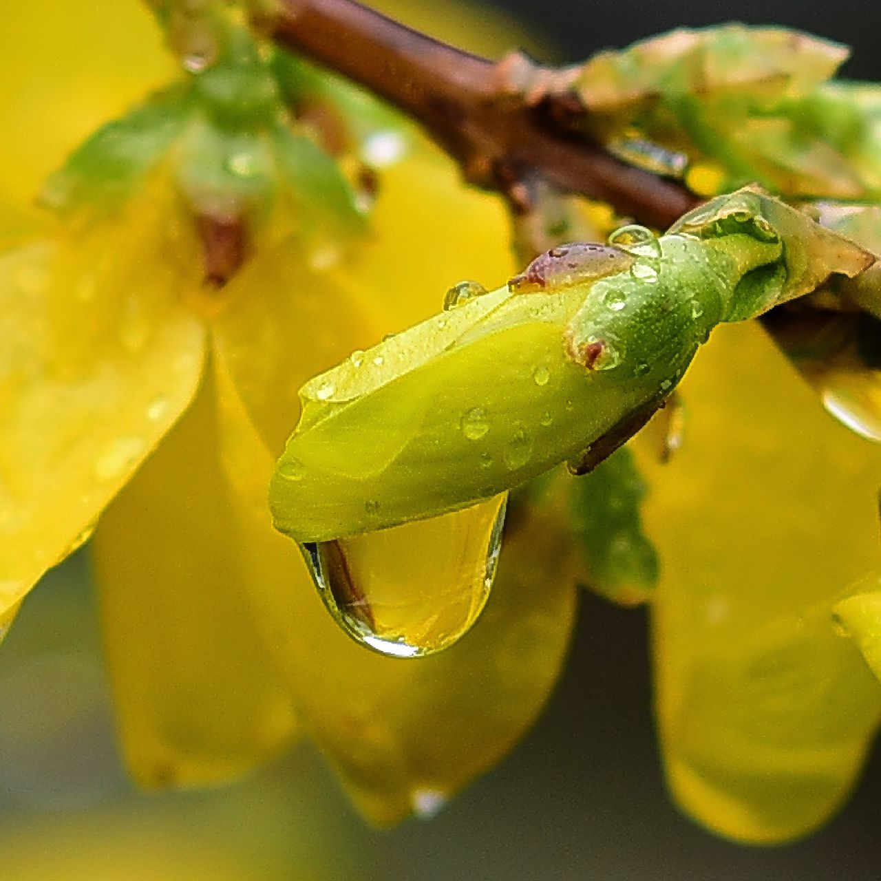 1280x1280 Wallpaper forsythia, flowers, bud, yellow, drops, spring