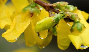 Preview wallpaper forsythia, flowers, bud, yellow, drops, spring