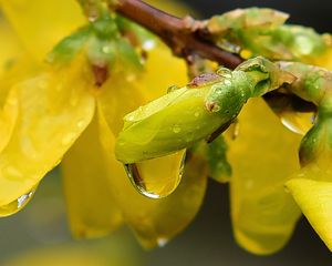 Preview wallpaper forsythia, flowers, bud, yellow, drops, spring