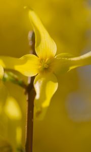 Preview wallpaper forsythia, flowers, bud, yellow, blur