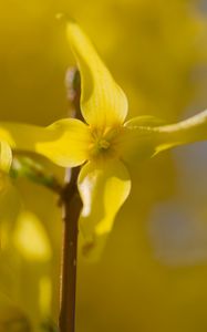 Preview wallpaper forsythia, flowers, bud, yellow, blur