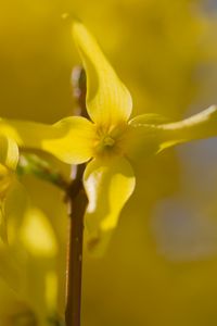 Preview wallpaper forsythia, flowers, bud, yellow, blur
