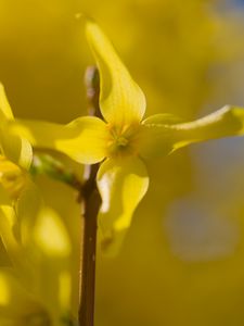 Preview wallpaper forsythia, flowers, bud, yellow, blur