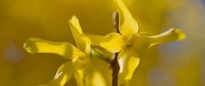 Preview wallpaper forsythia, flowers, bud, yellow, blur