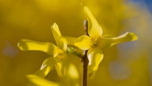 Preview wallpaper forsythia, flowers, bud, yellow, blur