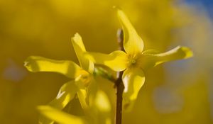 Preview wallpaper forsythia, flowers, bud, yellow, blur