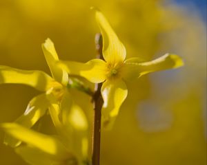 Preview wallpaper forsythia, flowers, bud, yellow, blur