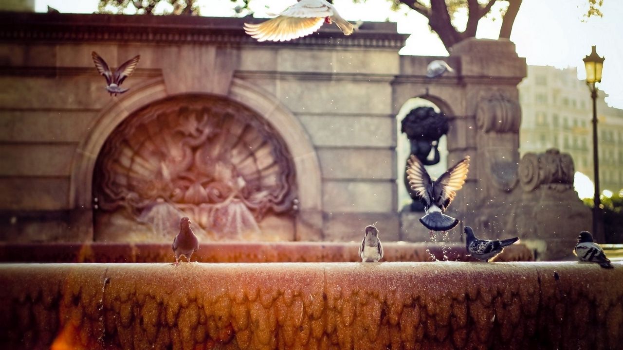 Wallpaper fountain, pigeons, flap, wings