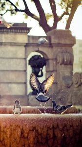 Preview wallpaper fountain, pigeons, flap, wings