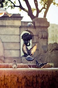 Preview wallpaper fountain, pigeons, flap, wings