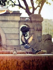 Preview wallpaper fountain, pigeons, flap, wings