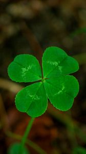 Preview wallpaper four leaf clover, plants, nature, macro, blur