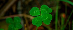 Preview wallpaper four leaf clover, plants, nature, macro, blur