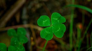 Preview wallpaper four leaf clover, plants, nature, macro, blur