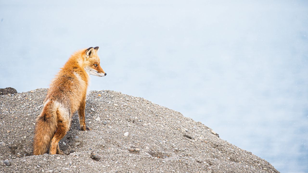 Wallpaper fox, animal, brown, wildlife