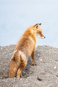 Preview wallpaper fox, animal, brown, wildlife