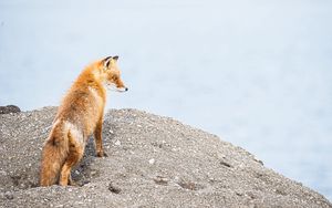 Preview wallpaper fox, animal, brown, wildlife