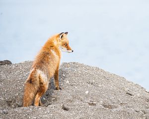 Preview wallpaper fox, animal, brown, wildlife