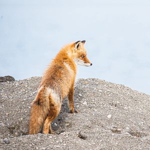 Preview wallpaper fox, animal, brown, wildlife