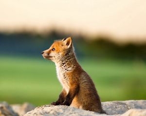 Preview wallpaper fox, animal, cub