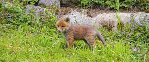 Preview wallpaper fox, animal, cute