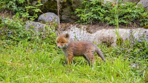 Preview wallpaper fox, animal, cute