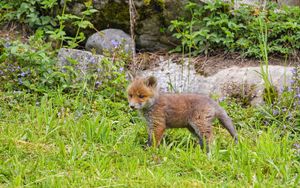 Preview wallpaper fox, animal, cute