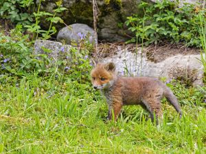 Preview wallpaper fox, animal, cute